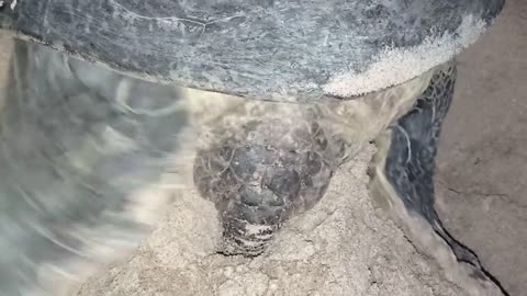 Life of Sea Turtles 🐢