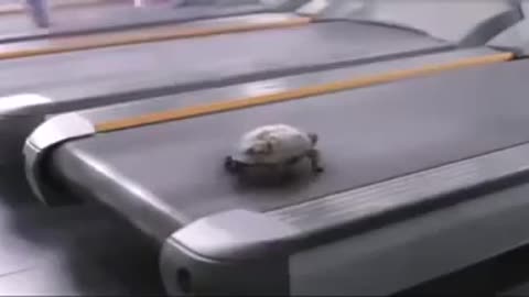 Who said that turtle are slow
