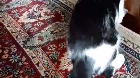 My cat caught a fly on the carpet and plays with it. Funny video