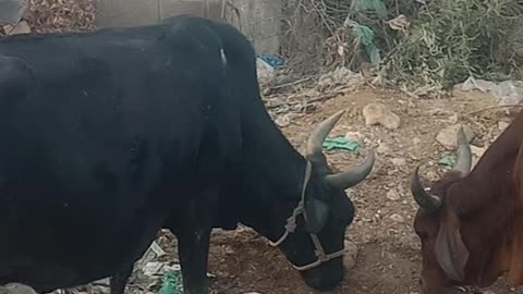 Tow cow 🐄 eating mod