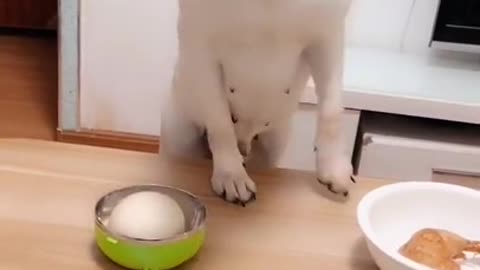 Funny dog short video