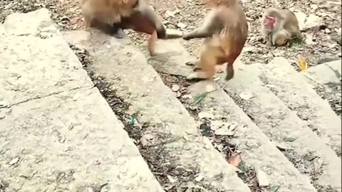 Monkeys fighting