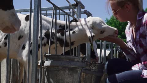 Beautiful girl feeding calf with her hands