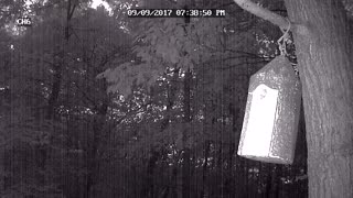 Southern Flying Squirrels Pulling Baby from Nest