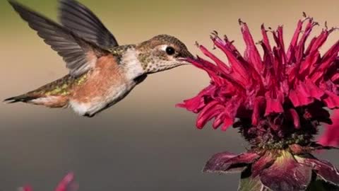 5 facts about hummingbirds (#shorts)