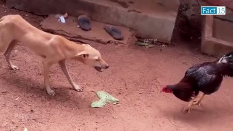 इन जानवरों से पंगा ना बाबा ना 🤣😜.... Funny Animals Video 2022