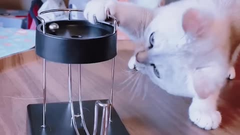 Funny cat playing with magnetic ball cat