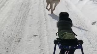 Paralyzed Dog Enjoys a Run in the Snow