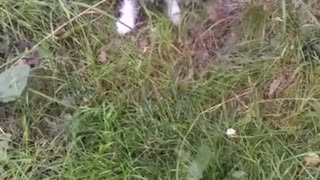 My dog ​​eats grass