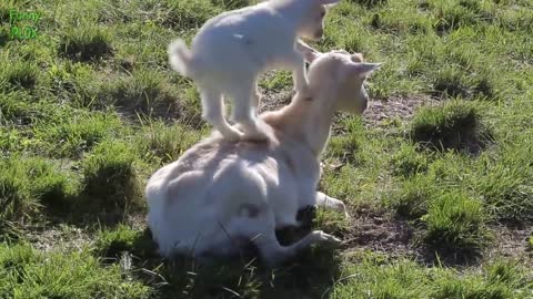 Most Funny And Cute Baby Goat Video Compilation