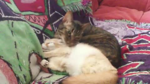Fennec fox preciously cuddles with loving cat