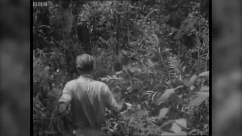 Sir David Attenborough (1961) Best Of Zoo Quest To Madagascar | BBC Earth