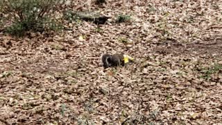 Squirrel Plays with Bag of Chips