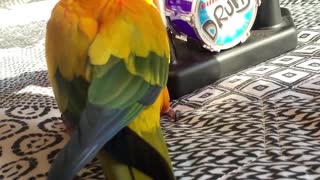 Parrot Screams After Playing Drums