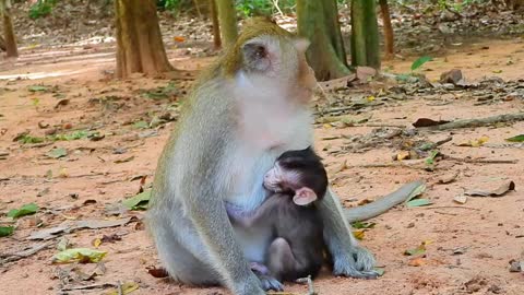 Monkey Ginger and baby Golda