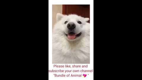 Funny animal videos 😂