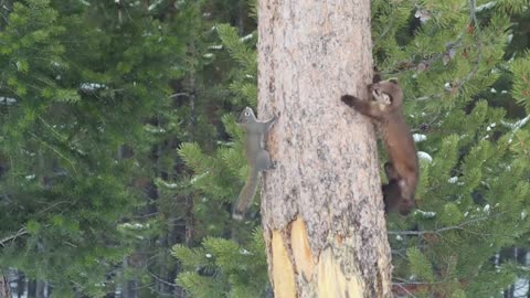 Pine Marten vs Red Squirrel Yellowstone National Park