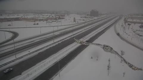 Traffic cam in Montreal captures Snowy Owl "selfie"