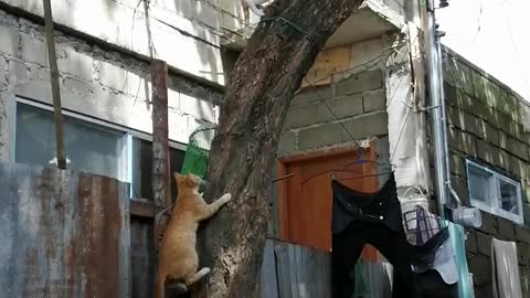 Philippine Cats Climbs the tree and try to sneaked out on Birds Cage