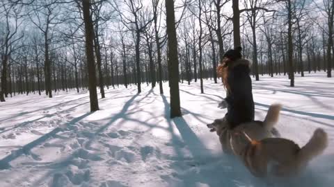 Young woman running with siberian husky dogs in show forest