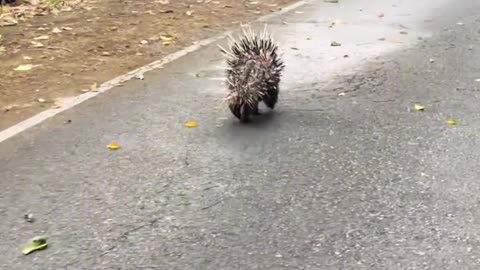 The little hedgehog