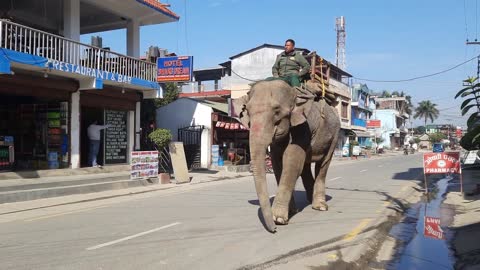 MAN RIDING ELEPHANT WALKING IN THE MIDDLE OF THE CITY