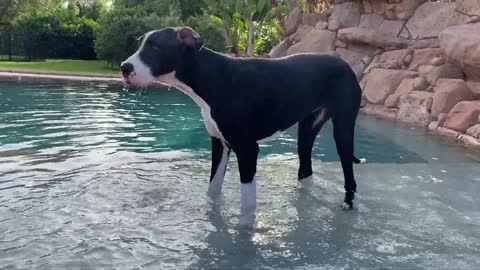 FUNNY Puppy Learns How To -------> Rock Dive