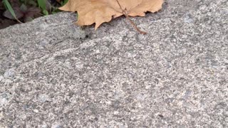 Beautiful grey camouflaged grasshopper!