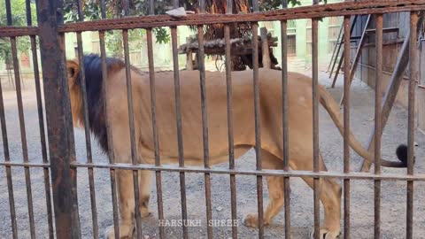 sakkarbaug zoo junagadh || asiatic lion || junagadh sakkarbaug || sakkarbaug | સકકરબાગ જુનાગઢ