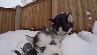 Happy Husky puppies in the snow