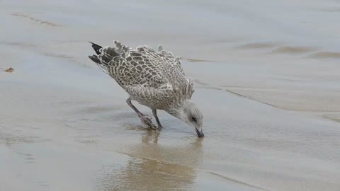 The beauty of birds and the smell of the sea