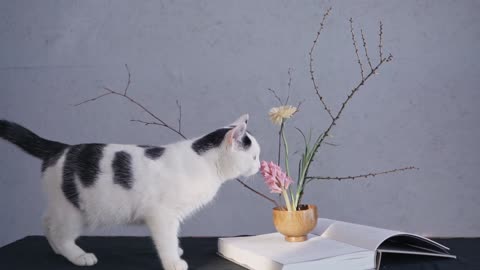 Funny 🐈 cat smell like flower videos 😅