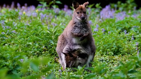 Kangaroo with her cute baby.