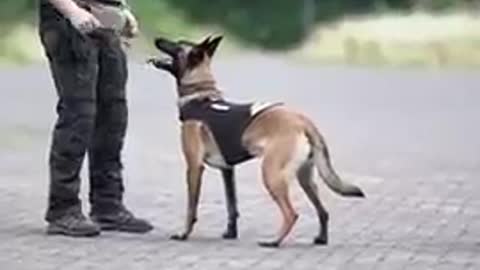 A cute dog training
