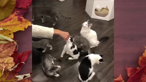 Cute Cats 2021 compilation