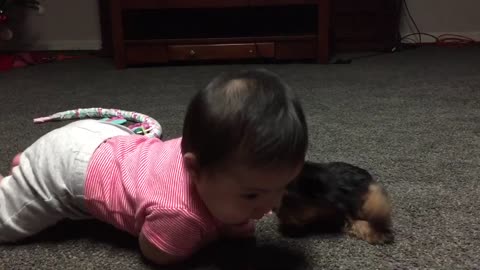 Yorkie Attacks Baby