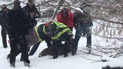 Deer Rescued from Colorado Reservoir