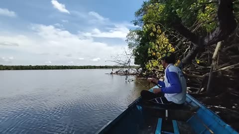 no one knows, this fallen tree is a fish nest