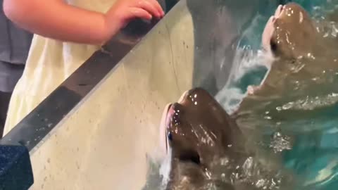 3-Year-Old Petting Cownose Rays