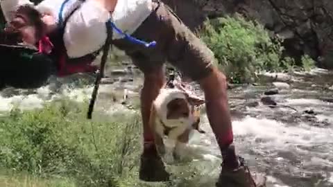 wildanimalsdoingthings - Adventure corgi 😏