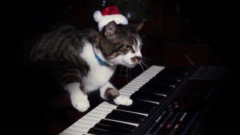 Musician Cat Piano Play Jingle Bells Perfectly