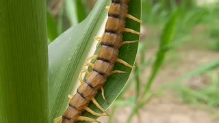 Watch a forty-four-legged insect from nature.