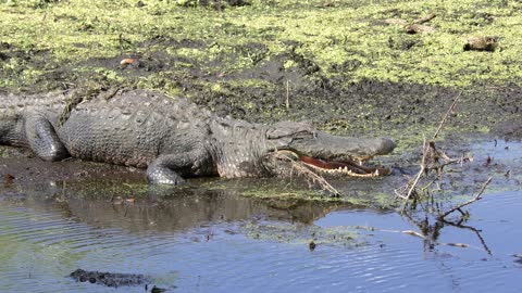 American alligator basking in Florida swamp