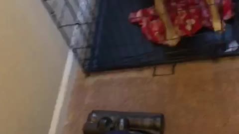Dog Fights the Vacuum