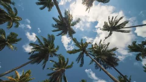 Palm trees being moved by the wind, low view