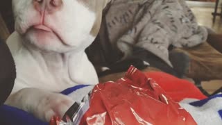White grey dog watches owner pull out chip from bag looks into bag