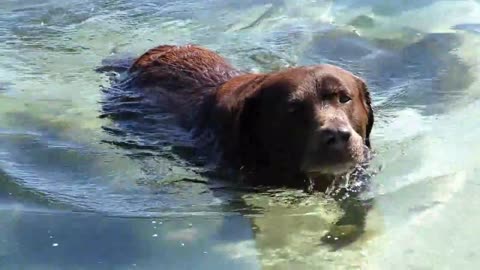 Cute dog swimming