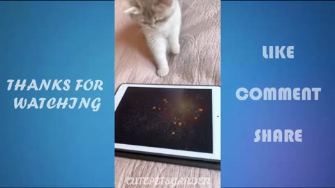 Funny Cat videos