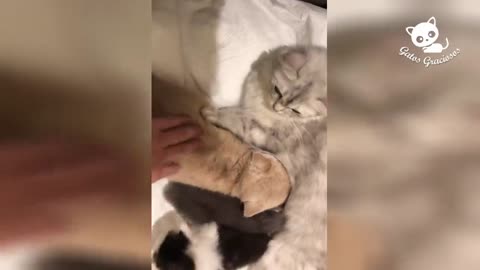 Videos de Risa de Gatos Chistosos jaja