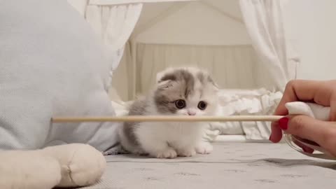 Short Leg Kitten Cute Cat Baby